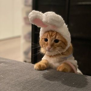 Meet your Posher, Virginia